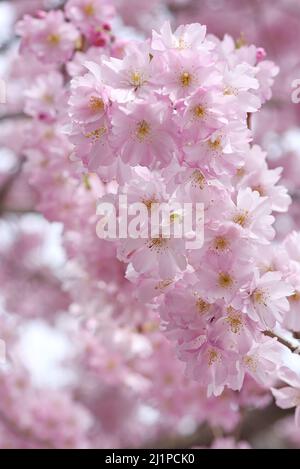 Ein sicheres Zeichen des Frühlings, rosa Kirschblüten auf einem Baum in einer Straße in Victoria, Britsih Columbia, Kanada auf Vancouver Island. Stockfoto