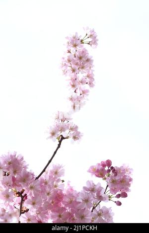 Ein sicheres Zeichen des Frühlings, rosa Kirschblüten auf einem Baum in einer Straße in Victoria, Britsih Columbia, Kanada auf Vancouver Island. Stockfoto