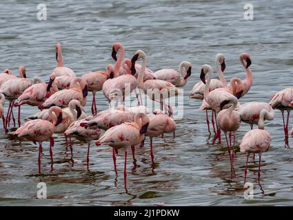 Eine wunderschöne Aufnahme einer Gruppe kleiner Flamingo-Vögel im Wasser, die in der Tanzania Safari Spaß haben Stockfoto
