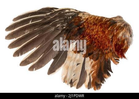 Flügelfedern Gefieder Hahn Huhn Geflügel Vogel linke Seite isoliert auf weißem Hintergrund Stockfoto