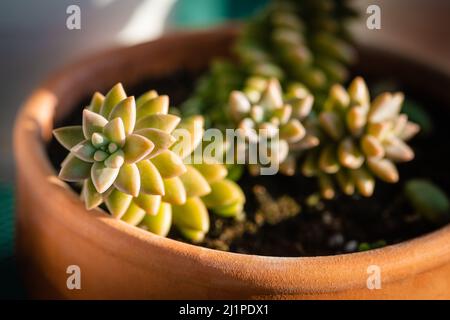 Sedum adolphii Blumentopf Terrakotta warm glühen goldenen Stunde Nahaufnahme Stockfoto