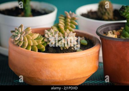 Sedum Adolphii Blumentopf Terrakotta warm glühen goldenen Stunde close up Stockfoto