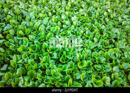 Eichhornia crassipes Hyazinthe invasive Blatt Wasserpflanze tropischen Fluss Teich problematisches Unkraut Stockfoto