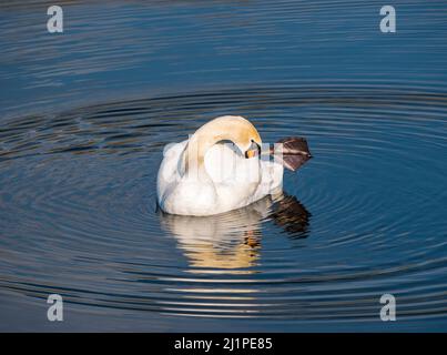 Ein männlicher Schwan, der im Wasser reflektierte Federn aufprest, kräuselt einen Stausee in Sunshine, Schottland, Großbritannien Stockfoto