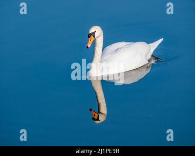 Ein weiblicher Federschwan, der in einem Stausee schwimmt, spiegelt sich in ruhigem stillem Wasser bei Sonnenschein, Schottland, Großbritannien, wider Stockfoto