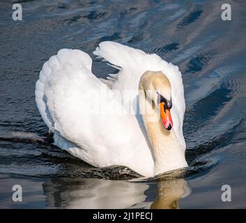 Ein männlicher Schwan, der mit offenen Flügeln in einem Reservoir bei Sonnenschein, Schottland, Großbritannien, schwimmt Stockfoto