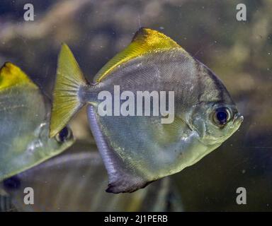 Monodactylus argenteus ist eine Fischart aus der Familie der Monodactylidae, den Moonyfischen. Zu den gebräuchlichen Namen gehören silberne Moonyfische oder Silbermoonie, Stockfoto