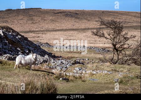 Schaf und Baum auf Dartmoor Devon Stockfoto