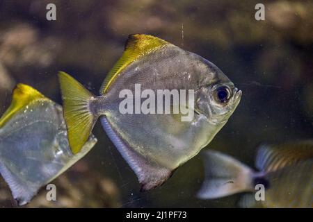 Monodactylus argenteus ist eine Fischart aus der Familie der Monodactylidae, den Moonyfischen. Zu den gebräuchlichen Namen gehören silberne Moonyfische oder Silbermoonie, Stockfoto