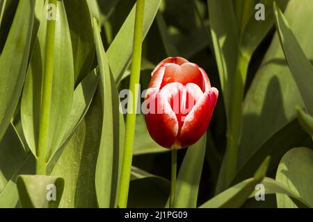 Eine einzelne schöne Tulpe in rot und weiß, zwischen Tulpenblättern Stockfoto