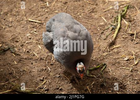 Behelmte Guineafowl oder Guineahen, die über das Veld laufen Stockfoto
