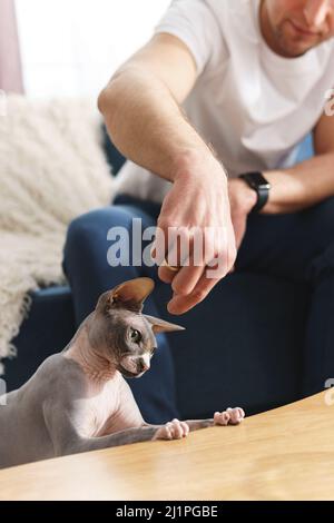 Besitzer füttert seine sphynx Katze zu Hause Stockfoto