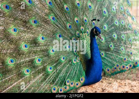 pfau im Frühling mit schönen Federn Stockfoto
