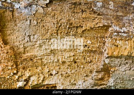 Textur von altem verfallener Holz Stockfoto