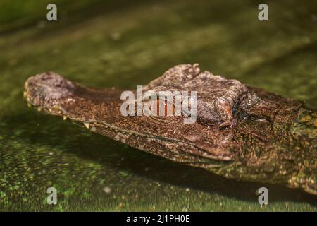 Der Kaiman mit glatter Front (Paleosuchus trigonatus), auch bekannt als Schneider-Zwergkaiman oder Schneider-Kaiman mit glatter Front Stockfoto