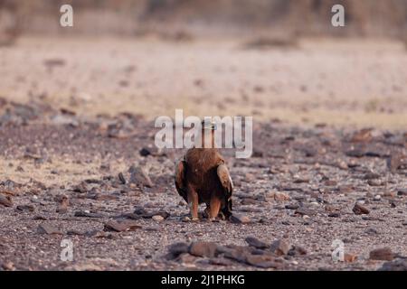 Steppe Eagle, Aquila nipalensis, Desert National Park, Rajasthan, Indien Stockfoto