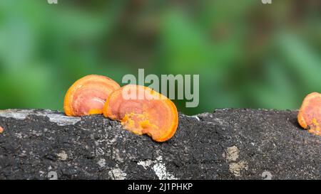 Gelbe und orangefarbene Pilze wachsen auf einem Baumstamm, Nahaufnahme eines Pilzes, der feuchtes Holz verdaut, aufgenommen in geringer Tiefenschärfe, verschwommener Hintergrund Stockfoto