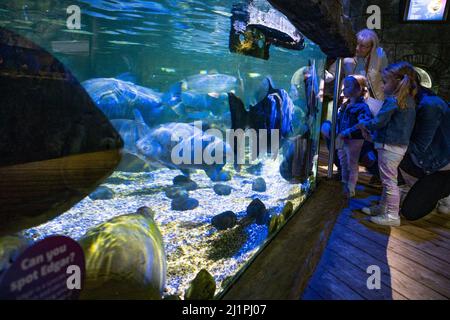 Besucher genießen es, ein Aquarium mit verschiedenen Fischen und Meereslebewesen aus dem Amazonas auf der öffentlichen Ausstellung im Hunstanton Sea Life Centre zu sehen Stockfoto