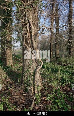 Bäume im Wald des Naturparks Urdenbacher Kaempe, Düsseldorf, Deutschland Stockfoto