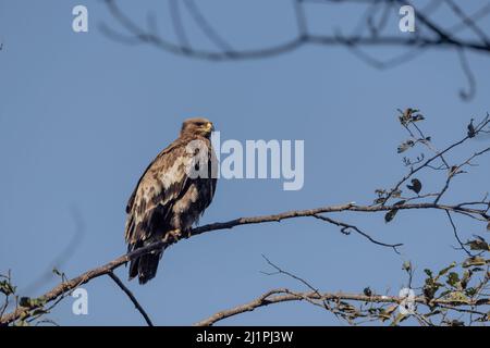 Steppenadler, Aquila nipalensis, Uttarakhand, Indien Stockfoto