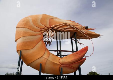 Die große Garnelen in Ballina, New South Wales, Australien Stockfoto