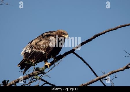 Steppenadler, Aquila nipalensis, Uttarakhand, Indien Stockfoto