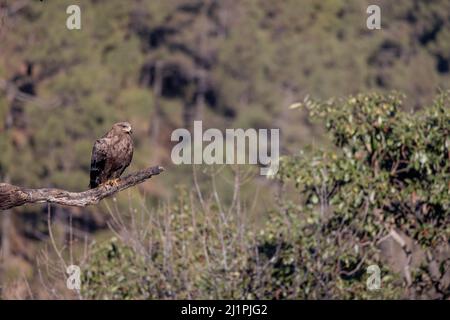 Steppenadler, Aquila nipalensis, Uttarakhand, Indien Stockfoto