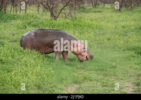 Hippo aus dem Wasser, Tansania Stockfoto