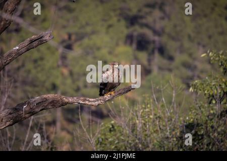 Steppenadler, Aquila nipalensis, Uttarakhand, Indien Stockfoto