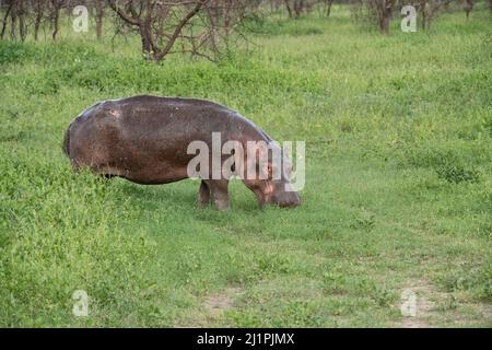 Hippo aus dem Wasser, Tansania Stockfoto