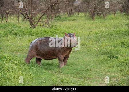 Hippo aus dem Wasser, Tansania Stockfoto