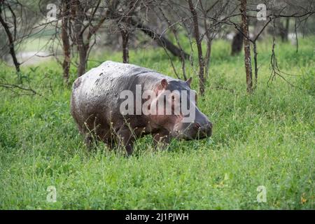 Hippo aus dem Wasser, Tansania Stockfoto