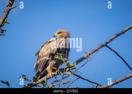 Steppenadler, Aquila nipalensis, Uttarakhand, Indien Stockfoto