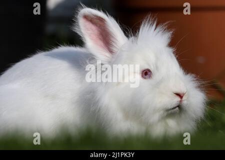 Ein Löwenkopf-weißes Kaninchen mit blauen Augen und einem verängstigten Gesichtsausdruck liegt auf dem Gras Stockfoto