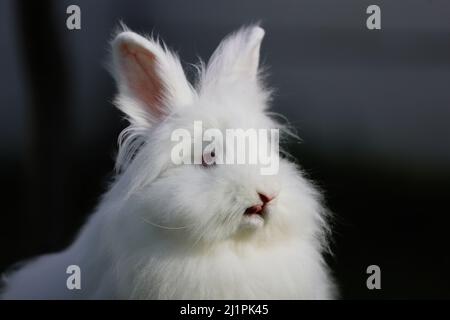 Ein Löwenkopf-weißes Kaninchen mit blauen Augen streckt seine Zunge heraus Stockfoto