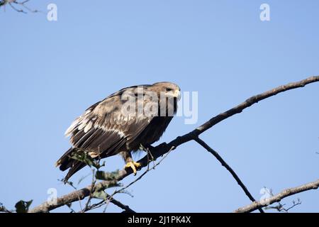 Steppenadler, Aquila nipalensis, Uttarakhand, Indien Stockfoto