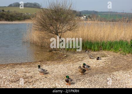 England, Devon, Slapton Ley Stockfoto