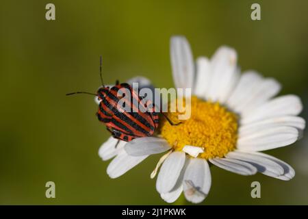 Marienkäfer auf einer Gänseblümchen. Selektiver Fokus, unscharfer Hintergrund Stockfoto