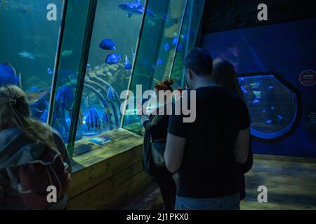 Besucher genießen es, das große Aquarium mit verschiedenen Fischen und Meereslebewesen im Hunstanton Sea Life Center zu sehen Stockfoto