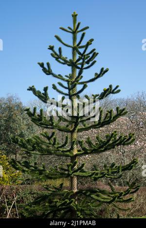 Monkey Puzzle Tree Stockfoto