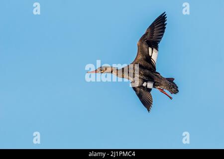 Weibliche Rotbrusttaucher im Flug Stockfoto