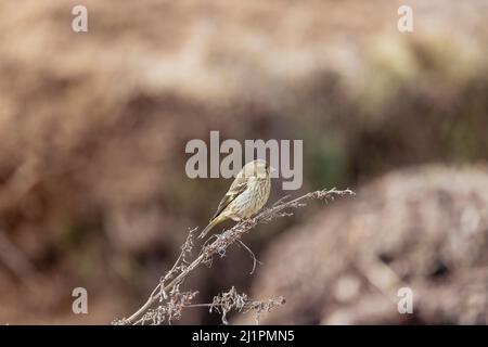 Gelbreiher Grünfink, Chloris spinoides, juvenile, Uttarakhand, Indien Stockfoto