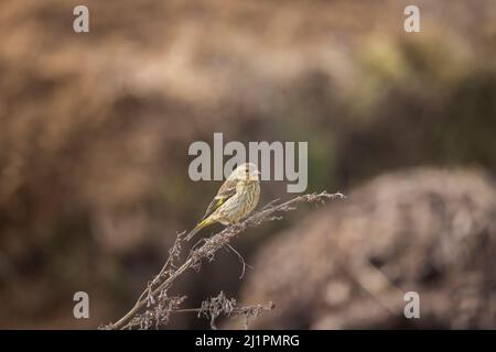 Gelbreiher Grünfink, Chloris spinoides, juvenile, Uttarakhand, Indien Stockfoto