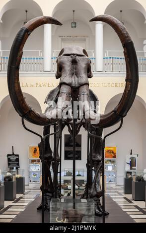 Warschau. Polen. 03.21.2022. Mammutskelett im Geologischen Museum des Nationalen Forschungsinstituts. Stockfoto