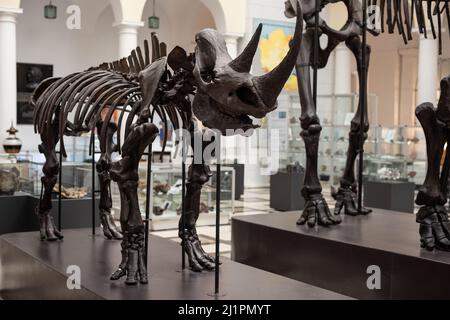 Warschau. Polen. 03.21.2022. Das Skelett eines prähistorischen Nashorns im Geologischen Museum des Nationalen Forschungsinstituts. Stockfoto