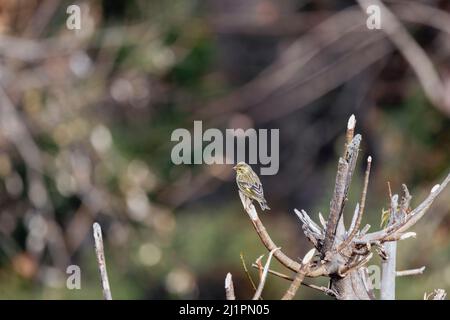 Gelbreiher Grünfink, Chloris spinoides, juvenile, Uttarakhand, Indien Stockfoto