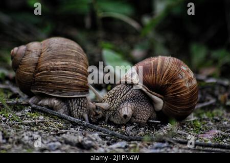 Eine Nahaufnahme von zwei Schnecken mit braunen Muscheln auf dem Boden, die Nahrung fressen Stockfoto