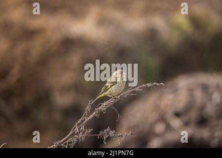 Gelbreiher Grünfink, Chloris spinoides, juvenile, Uttarakhand, Indien Stockfoto