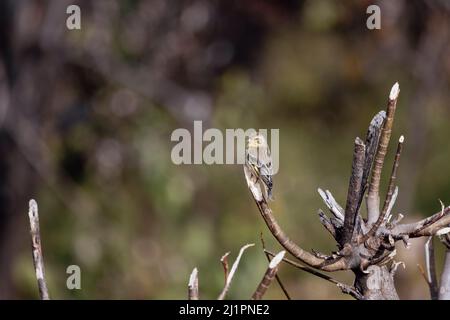 Gelbreiher Grünfink, Chloris spinoides, juvenile, Uttarakhand, Indien Stockfoto