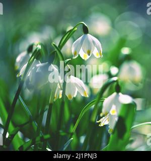 Frühlings-Schneeflockenblume (Leucojum vernum). Schöne weiße Frühlingsblume im Wald. Farbenfroher natürlicher Hintergrund. Stockfoto